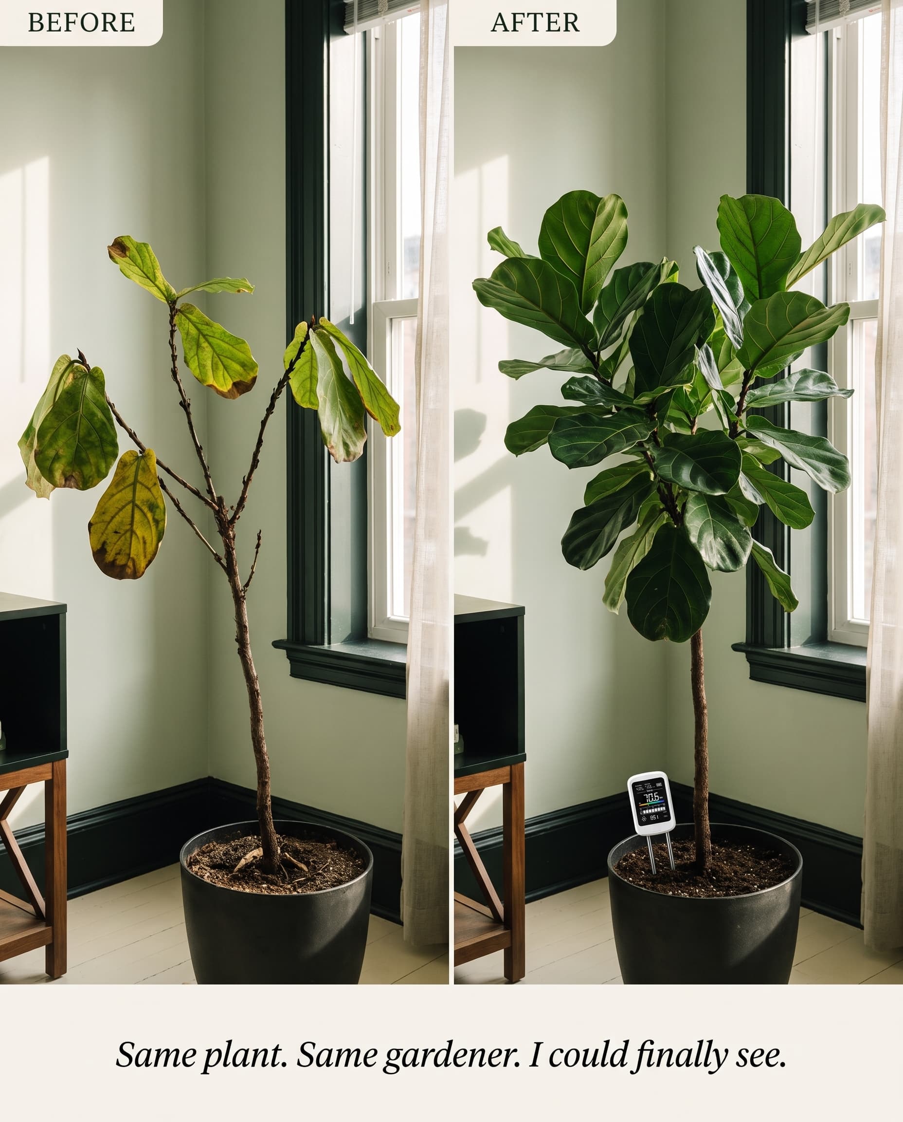 Before and after of the same fiddle-leaf fig in the same corner: yellowing and sparse, then lush and thriving &mdash; captioned: Same plant. Same gardener. I could finally see.
